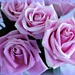 Pink Roses  by deborahsimmerman