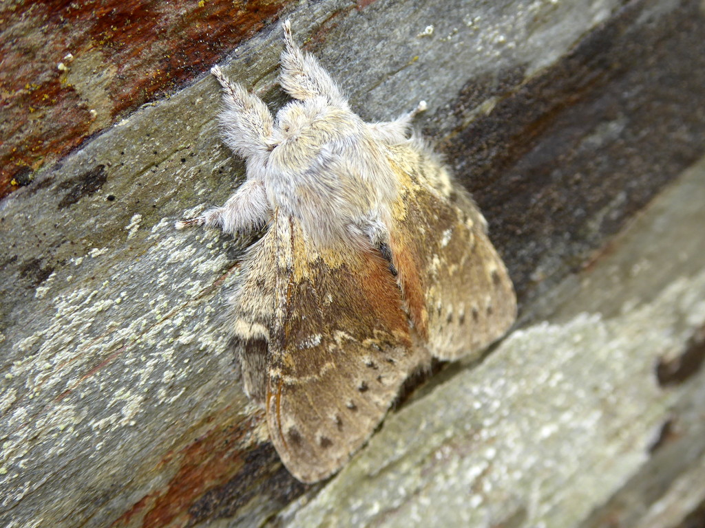 Moths of Wales 5 Lobster moth  by steveandkerry