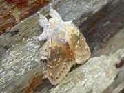 13th Jun 2017 - Moths of Wales 5 Lobster moth 