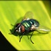 Even the flies look nice this morning! by janemartin