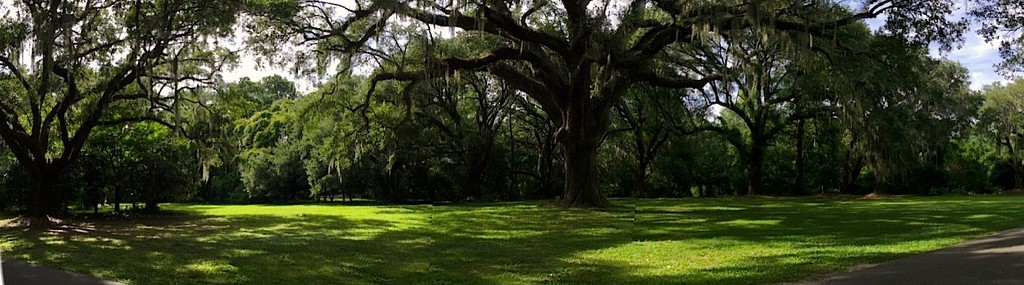 Live oak forest, Charleston, SC by congaree