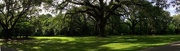 13th Jun 2017 - Live oak forest, Charleston, SC