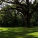 Live oak forest, Charleston, SC by congaree