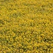Yellow field by caterina