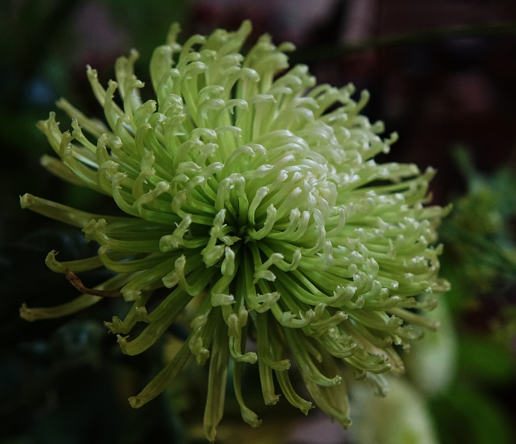 chrysanthemum in green by quietpurplehaze