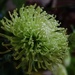 chrysanthemum in green by quietpurplehaze