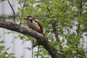 2nd Jun 2017 - Great spotted woodpecker