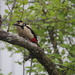 Great spotted woodpecker by annelis