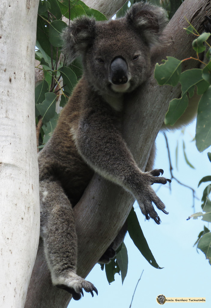 oh yeah by koalagardens