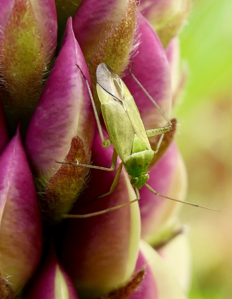 A Bugs Life! by carole_sandford