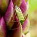 A Bugs Life! by carole_sandford
