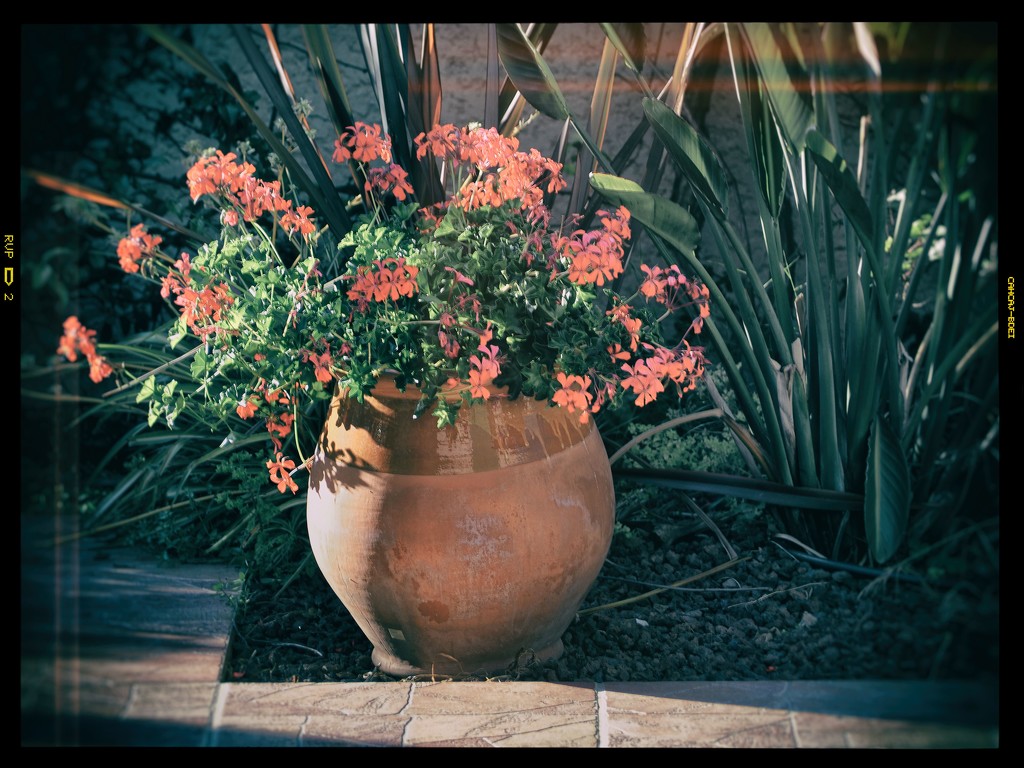 Back garden pelargoniums by laroque