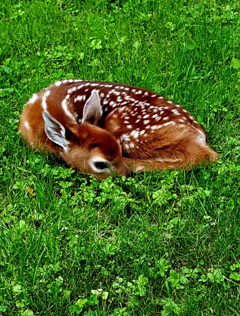Lil Deer  by jo38
