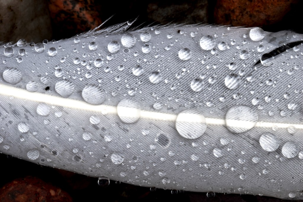 water drops on goose feather by christophercox