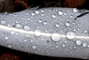 13th Jun 2017 - water drops on goose feather