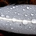 water drops on goose feather by christophercox