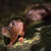Red Squirrel. by gamelee