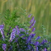 Mystery Kansas Wildflowers by kareenking
