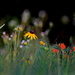A Pallette of Kansas Wildflower Colors by kareenking