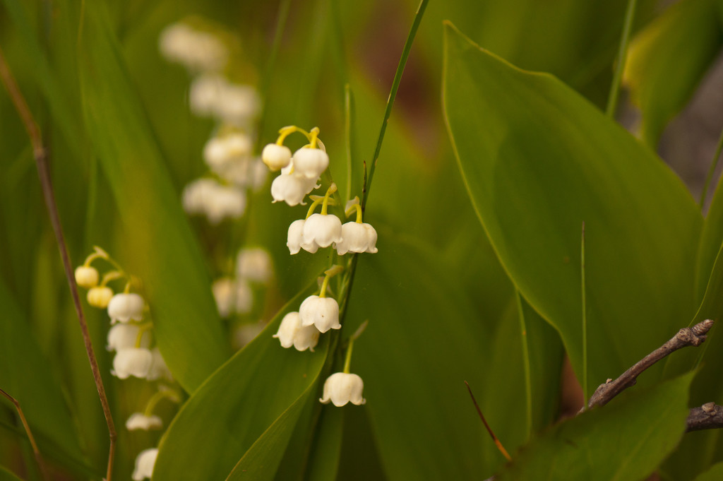 Lily of the Valley by dianen