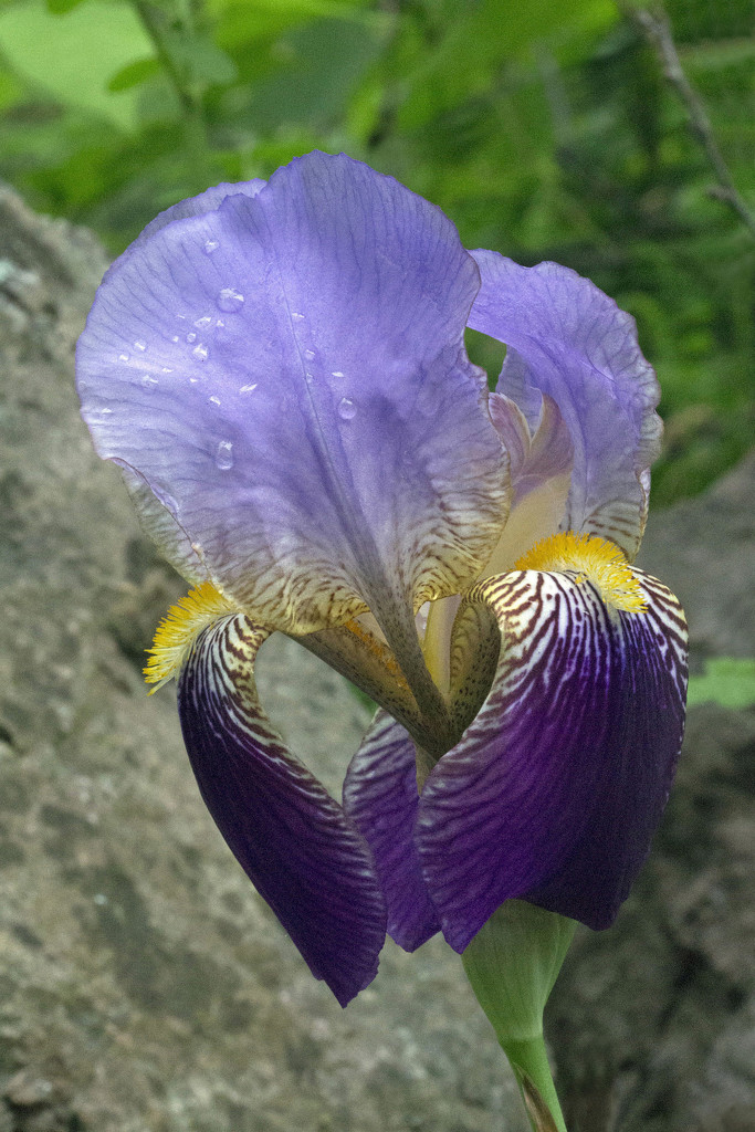 Iris by gaylewood