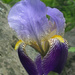 Iris by gaylewood