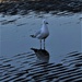 Seagull ~ by happysnaps