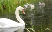 14th Jun 2017 - DSCN2662 mute swan with chickens