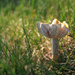 Mushroom 3 by loweygrace