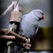 Grey bird ... by dkbarnett