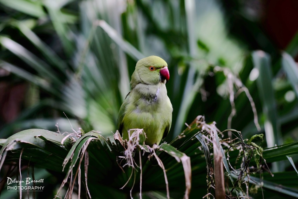 Green bird on a green palm leaf ... by dkbarnett