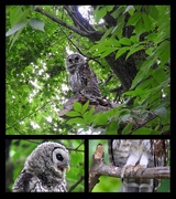14th Jun 2017 - Barred Owlet in the Park
