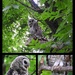 Barred Owlet in the Park by homeschoolmom