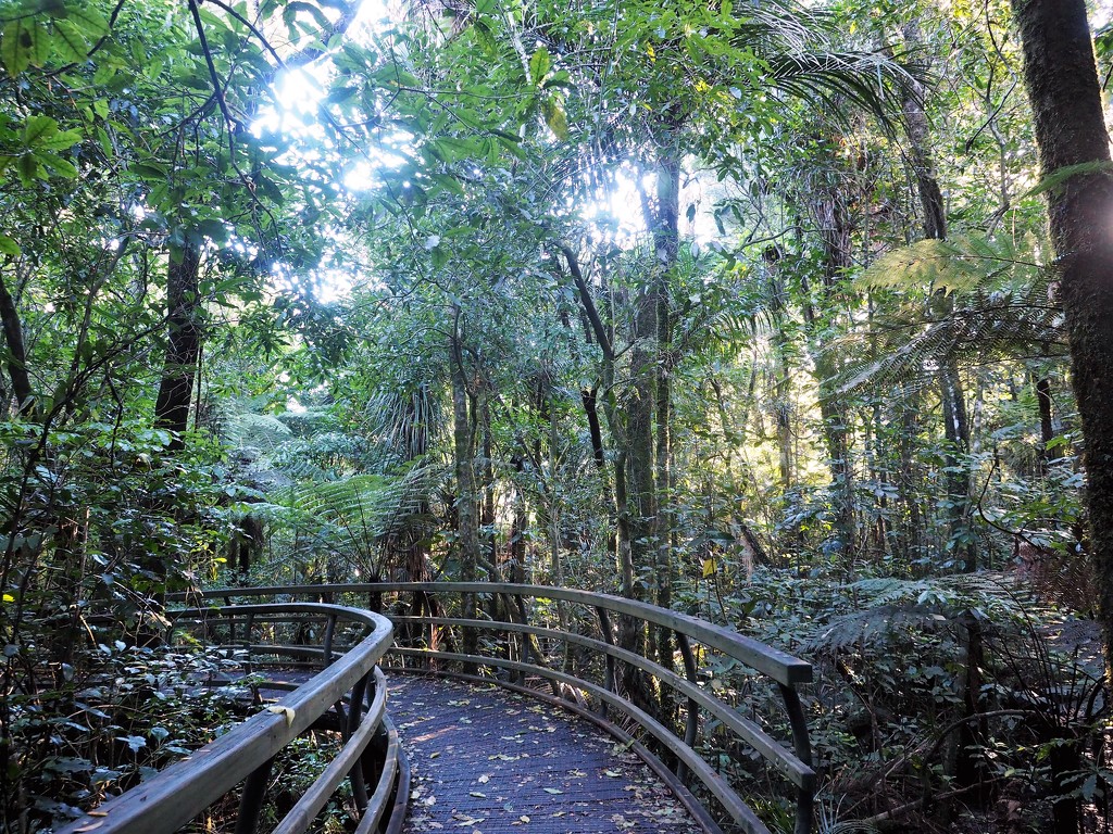 Bush walk through the Manginangina ,part of Puketi - Omahuta Forest by Dawn