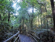 12th Jun 2017 - Bush walk through the Manginangina ,part of Puketi - Omahuta Forest