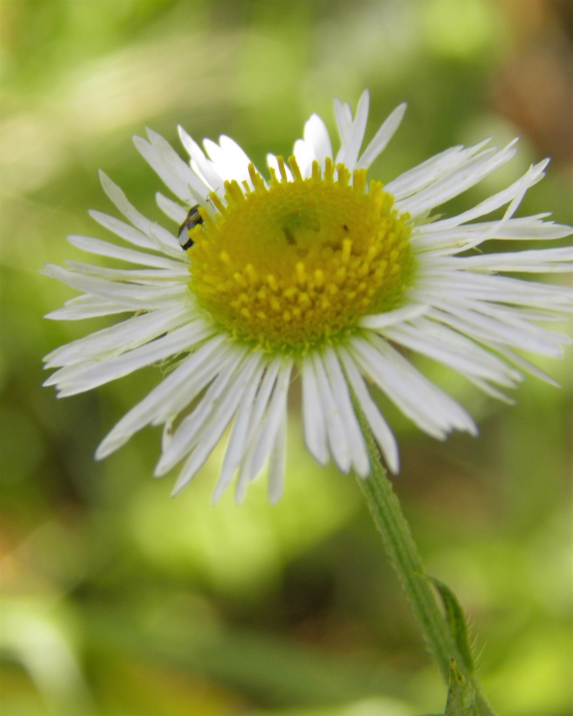 Field Daisy by daisymiller