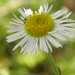 Field Daisy by daisymiller