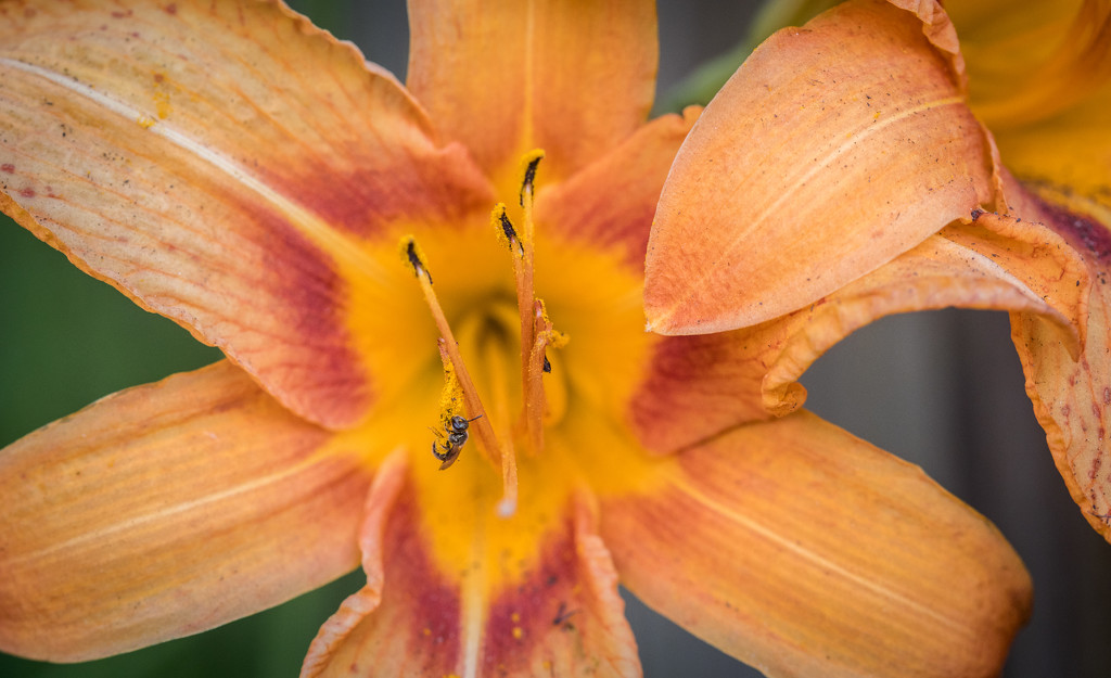 Bug on Orange Daylily by jbritt