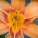 Bug on Orange Daylily by jbritt