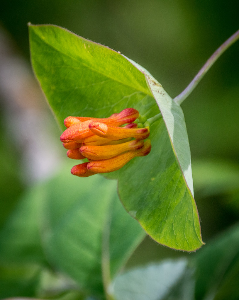 The Honeysuckle are in bloom! by 365karly1