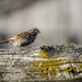 Sparrow by farmreporter