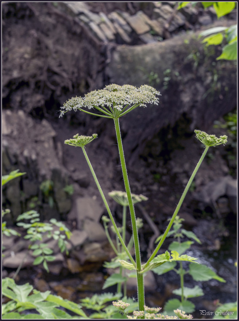 Hogweed by pcoulson