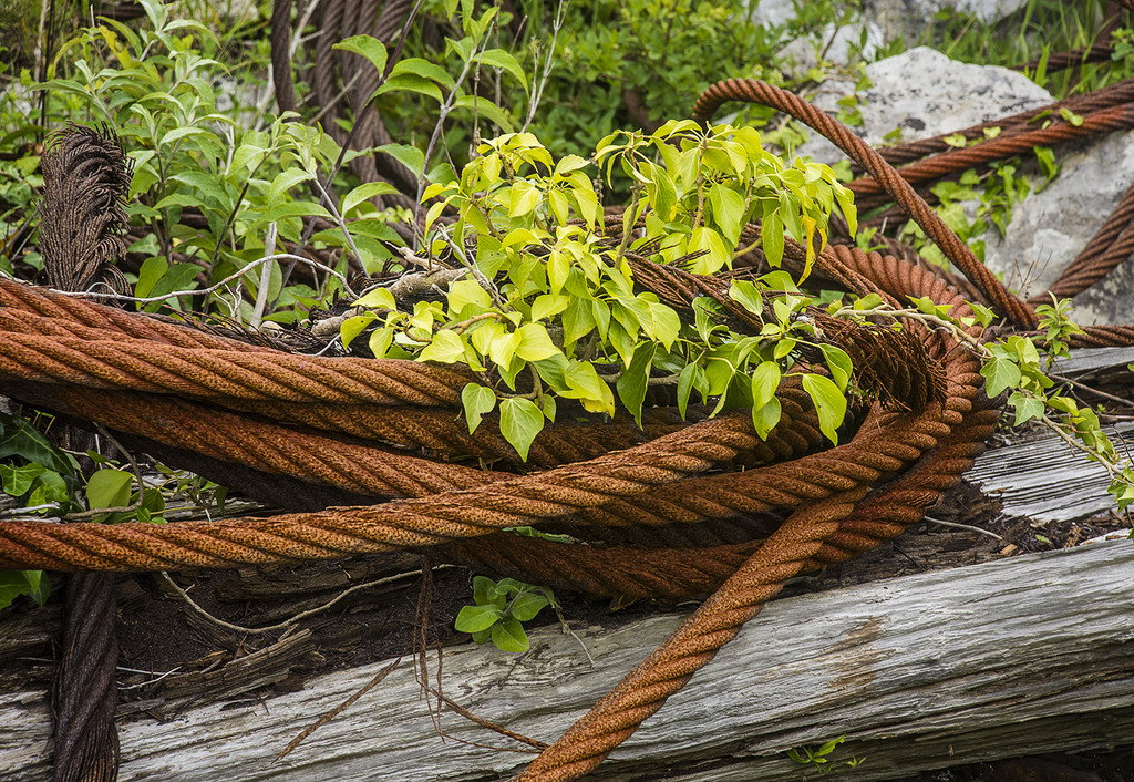 Rusted Cables by davidrobinson