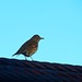 Bird on a wire by kiwinanna
