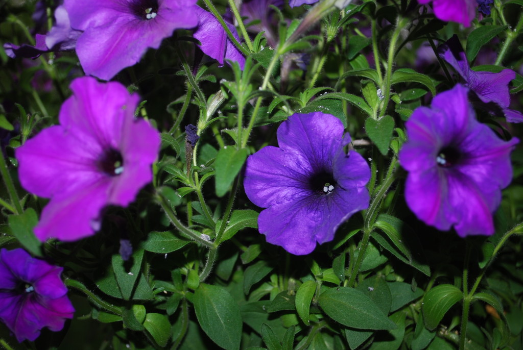 flowering petunias  by stillmoments33