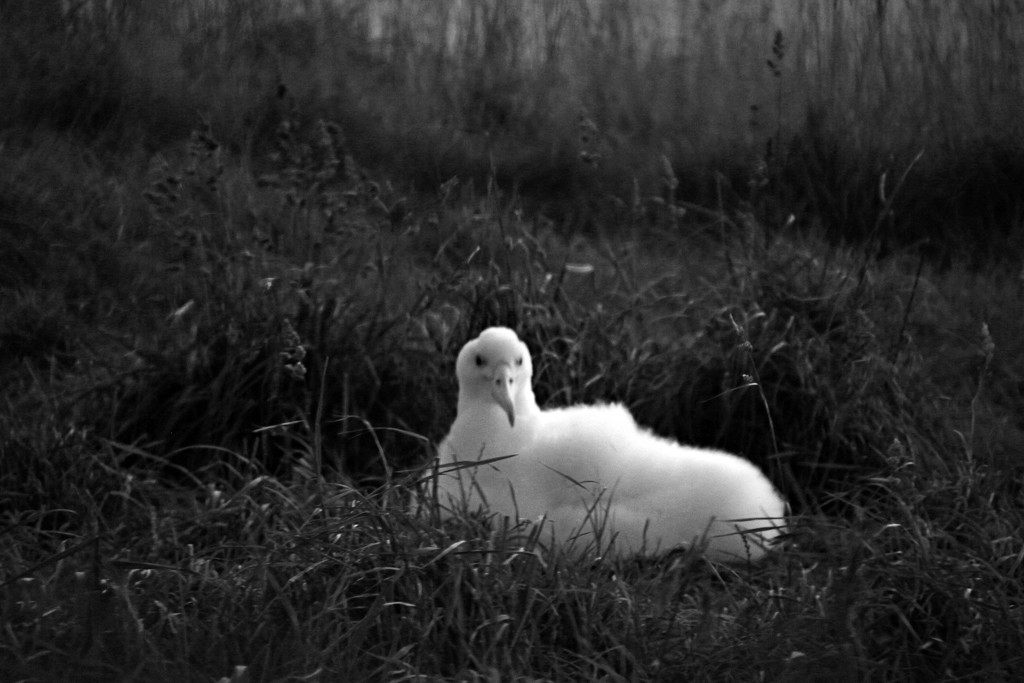 Albatross chick by kiwinanna