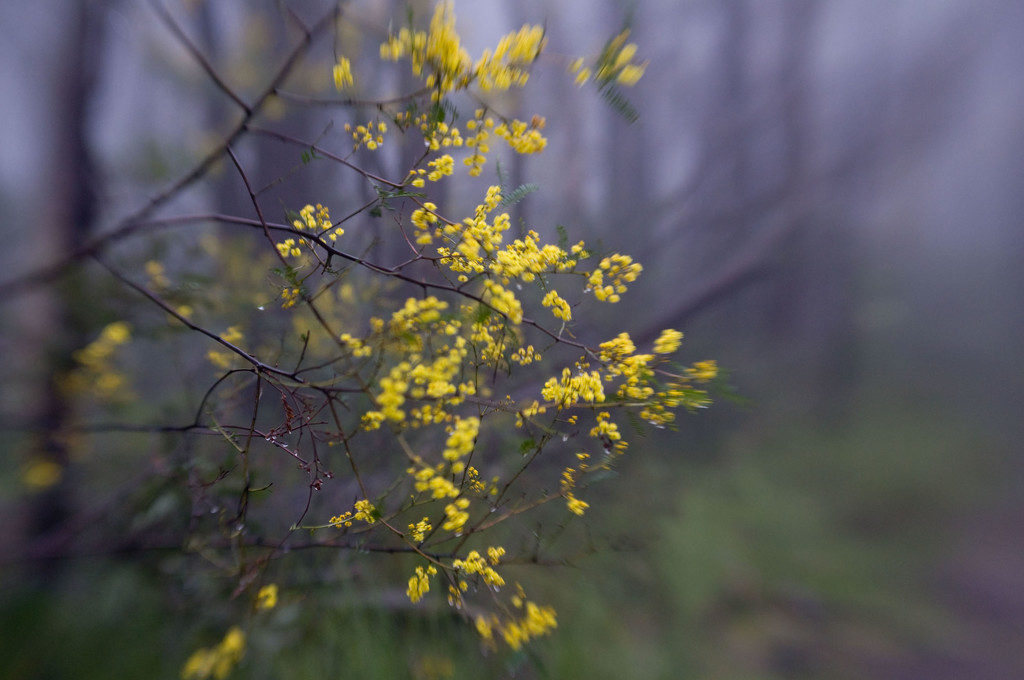 Wattle in the mist by annied