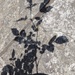 Shadow Rose by mattjcuk