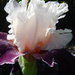 Frilly, back-lit iris [Filler]  by rhoing