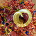 Dale Chihuly glass sculpture [Filler]  by rhoing